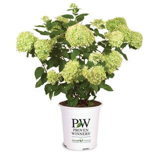 2 Gal. Little Lime Hardy Hydrangea Shrub with Green to Pink Flowers | The Home Depot