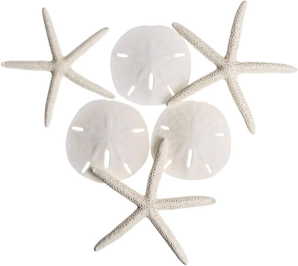 Real White Finger Starfish and Sand Dollar Collection | (3) 4"-6" Real White Finger Starfish and ... | Amazon (US)