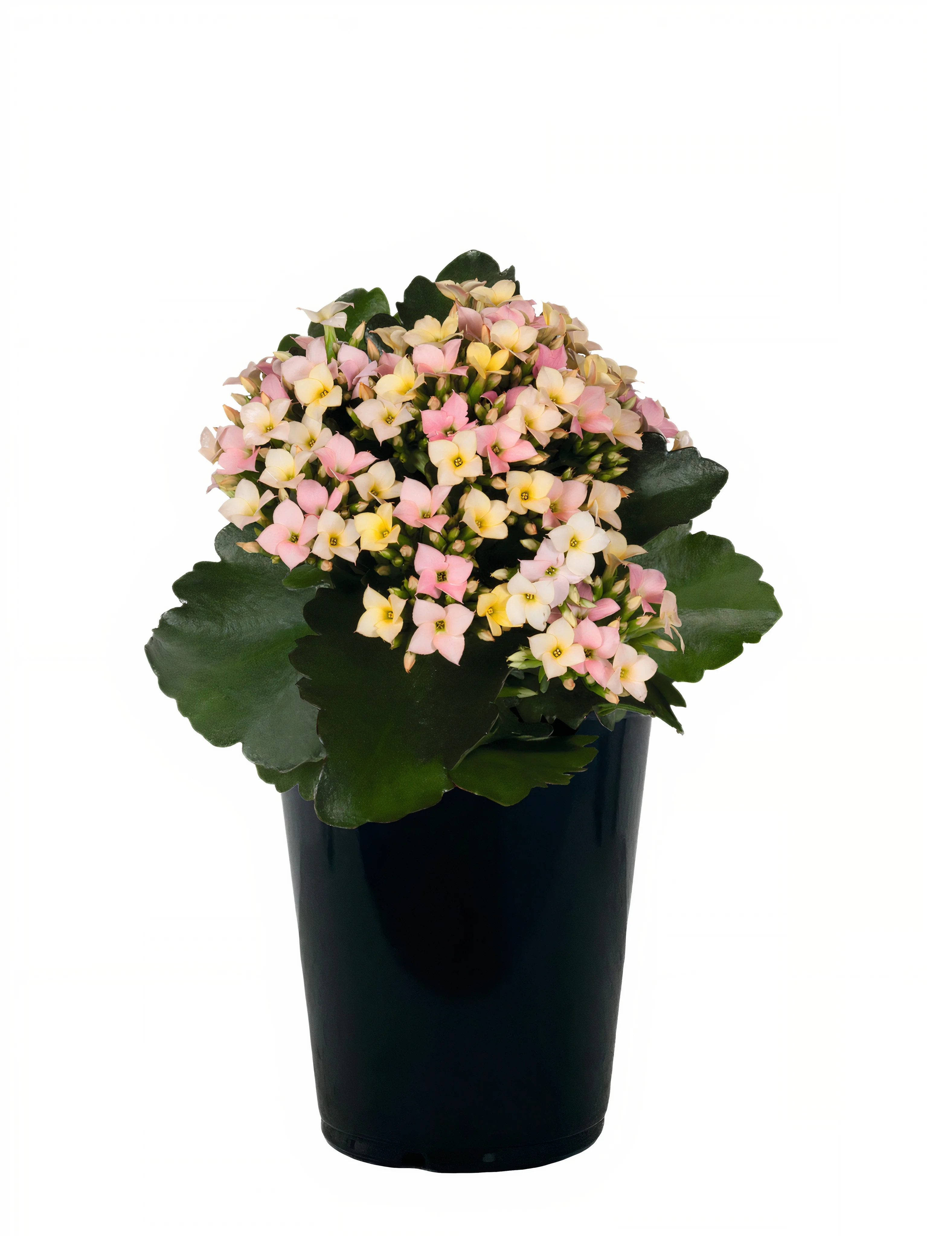 Better Homes & Gardens 1Qt Kalanchoe Assorted Colors Live Plant Grower Pot Full Sun | Walmart (US)