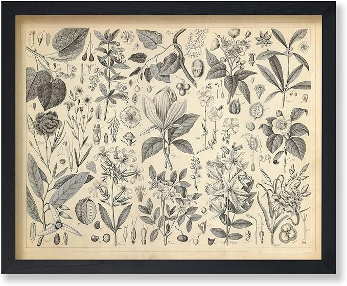 Poster Master Vintage Flower Poster - Retro Botanical Print - Antique Floral Art - Plants Art - G... | Amazon (US)