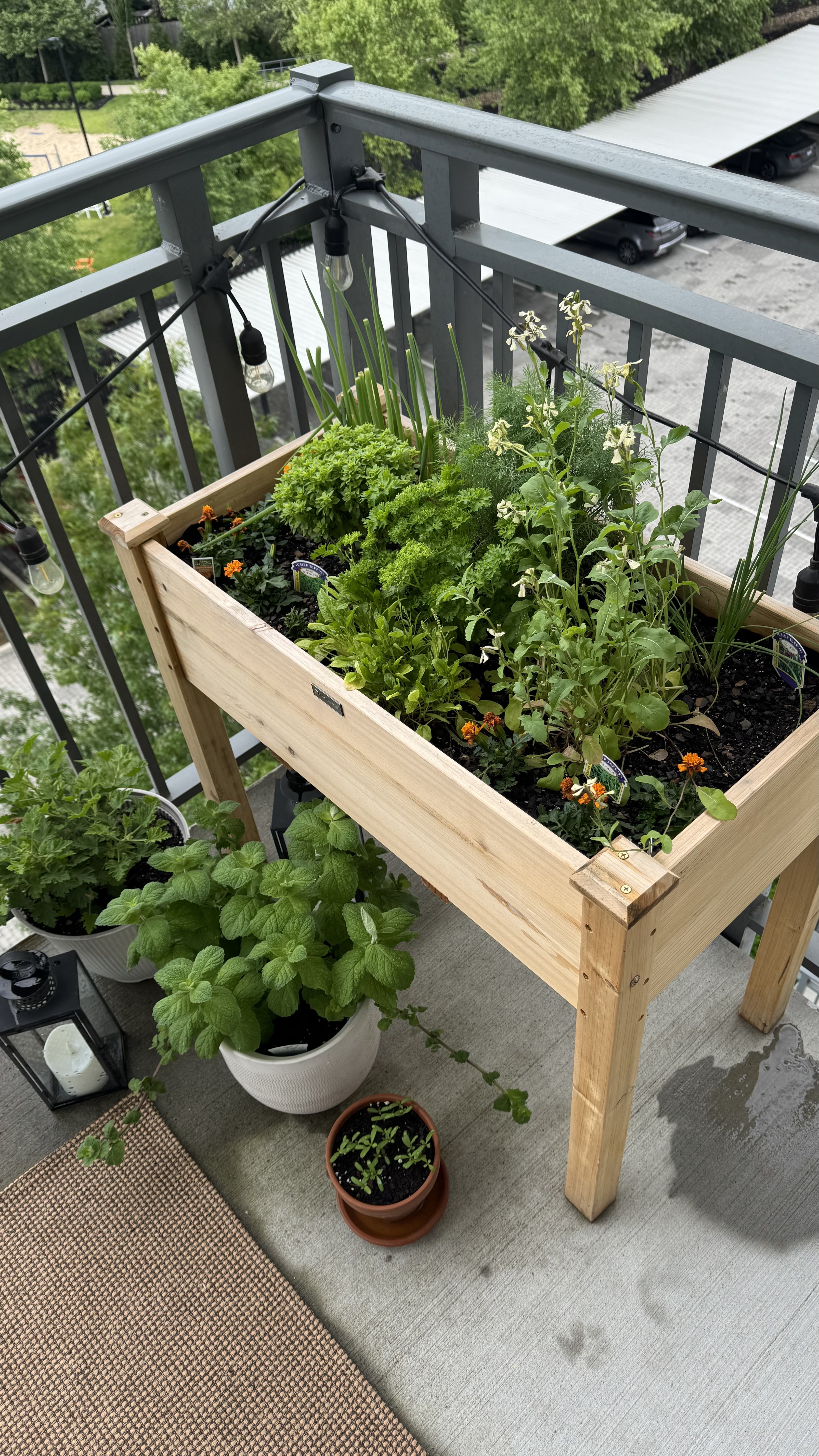 My little apartment balcony garden 🪴 it brings me so much joy and NOTHING is better than cooking with fresh herbs that I grew even in the city! 🍓

#garden #gardenbed #apartmentgarden #herbgarden #gardening #cooking

#LTKHome #LTKFindsUnder100 #LTKSeasonal