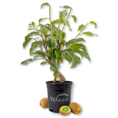 Kiwi fruit tree product photo via LTK