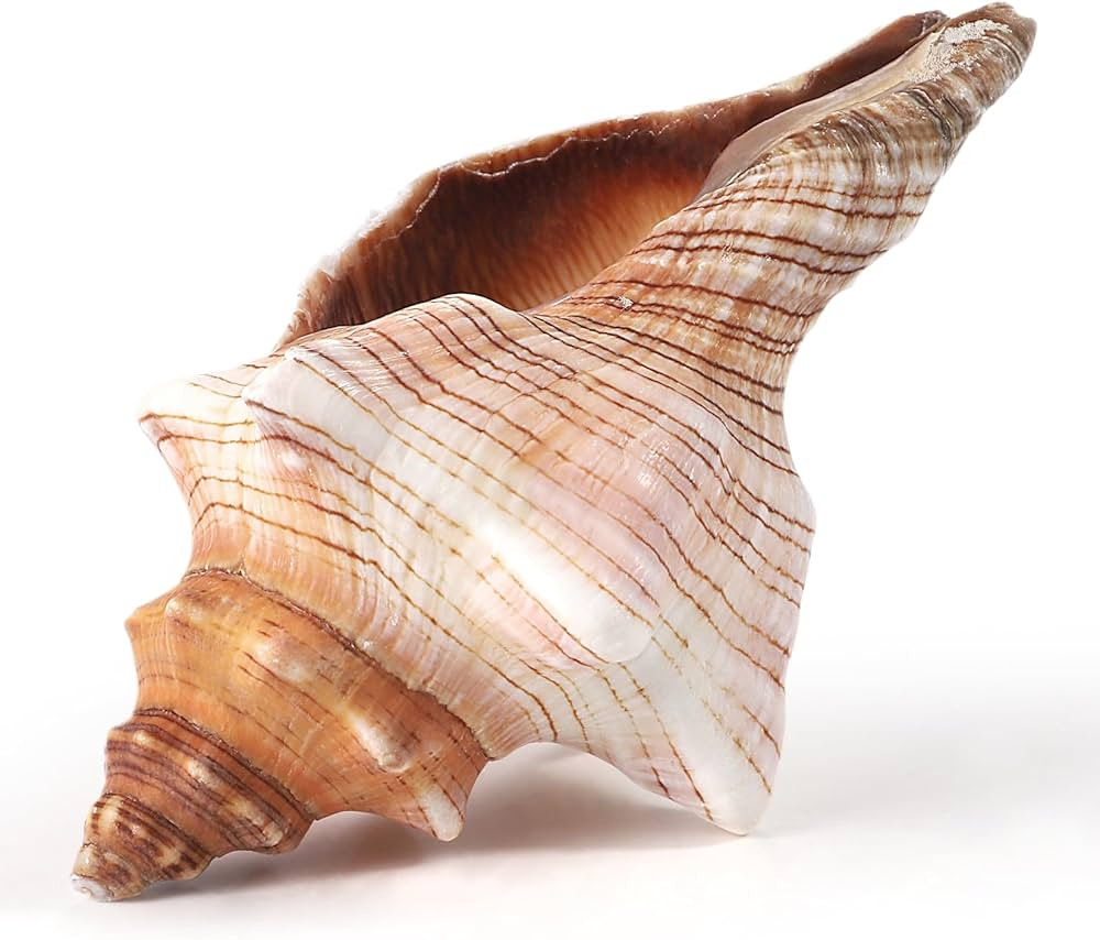 PPCLION 6" Large Natural Conch Shells Big Seashells Great for Beach Theme Party, Home Decorations... | Amazon (US)