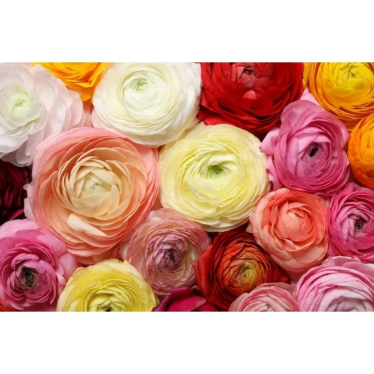 6 Mixed Peony Ranunculus Bulbs - Ships from Iowa, USA - 6 Large Healthy Bulbs for Planting | Walmart (US)