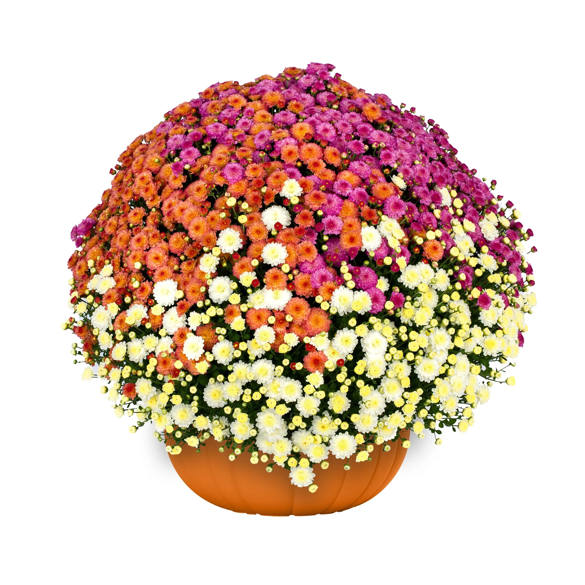 Better Homes & Gardens 3.0QT Tricolor Mum Live Plant in Orange Pumpkin Planter | Walmart (US)