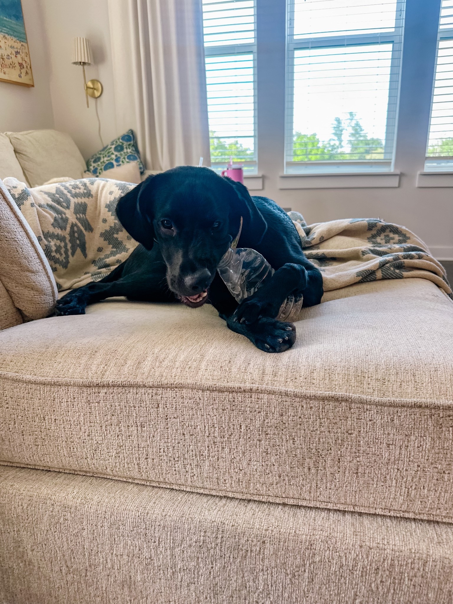 This little sweetie heads off to camp tomorrow!! I cannot believe she’s already old enough to go to training camp - but we’re excited for all she’s going to learn! 

#LTKPets