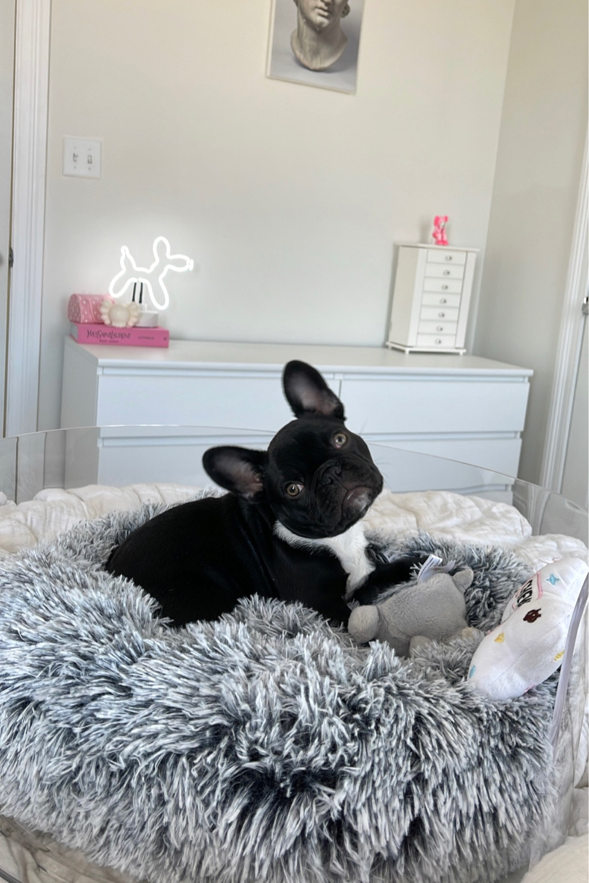 acrylic dog bed, round fluffy dog bed, cute must-haves for puppies, aesthetic bedroom, dog bed, pet bed, aesthetic dog house, fluffy dog bed aesthetic 

#LTKFind 

#LTKhome #LTKfamily