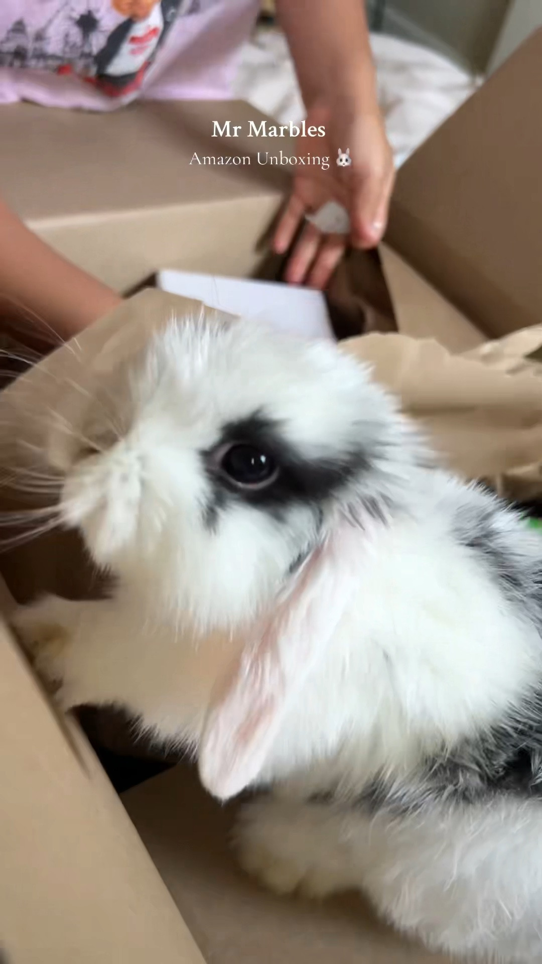 Quick Amazon Unboxing with Marbles 🥰🐰

#LTKKids #LTKFamily #LTKPets