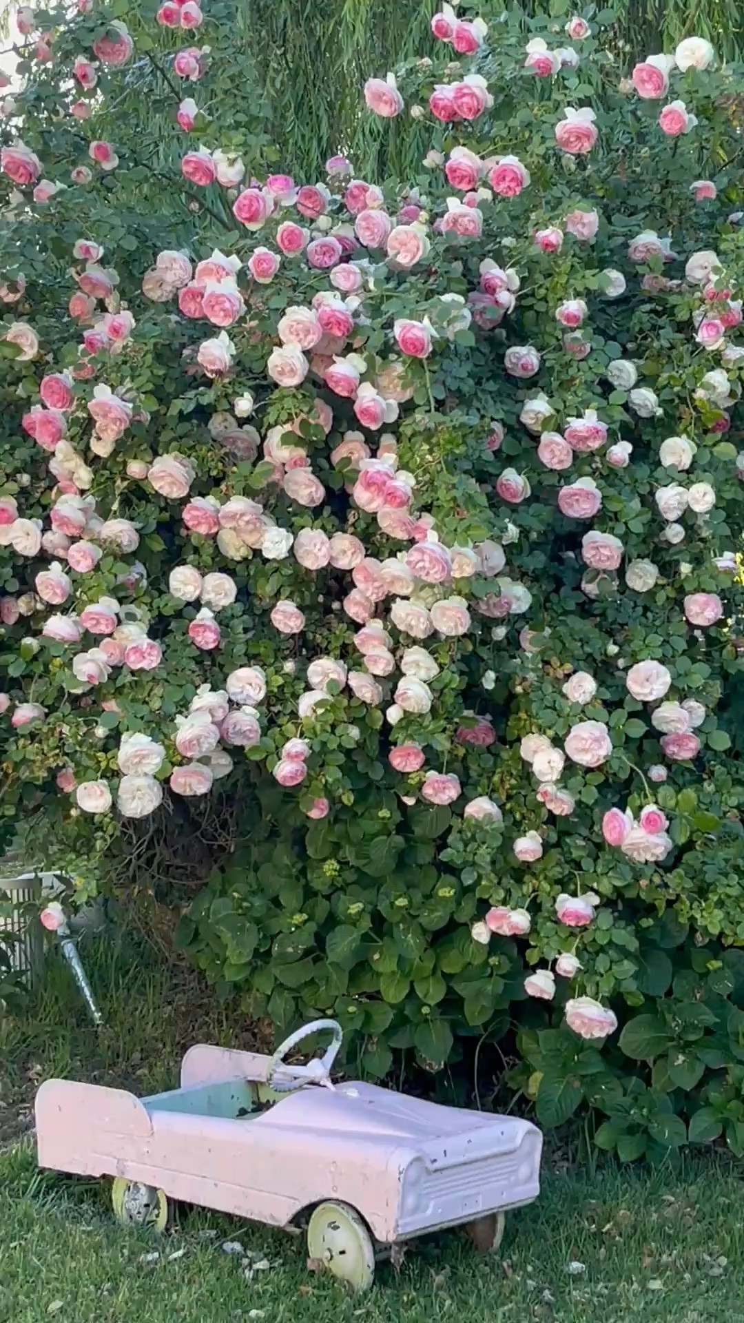 My gorgeous pink climbing rose is a must!

#LTKdayinmylife #LTKHome #LTKSeasonal