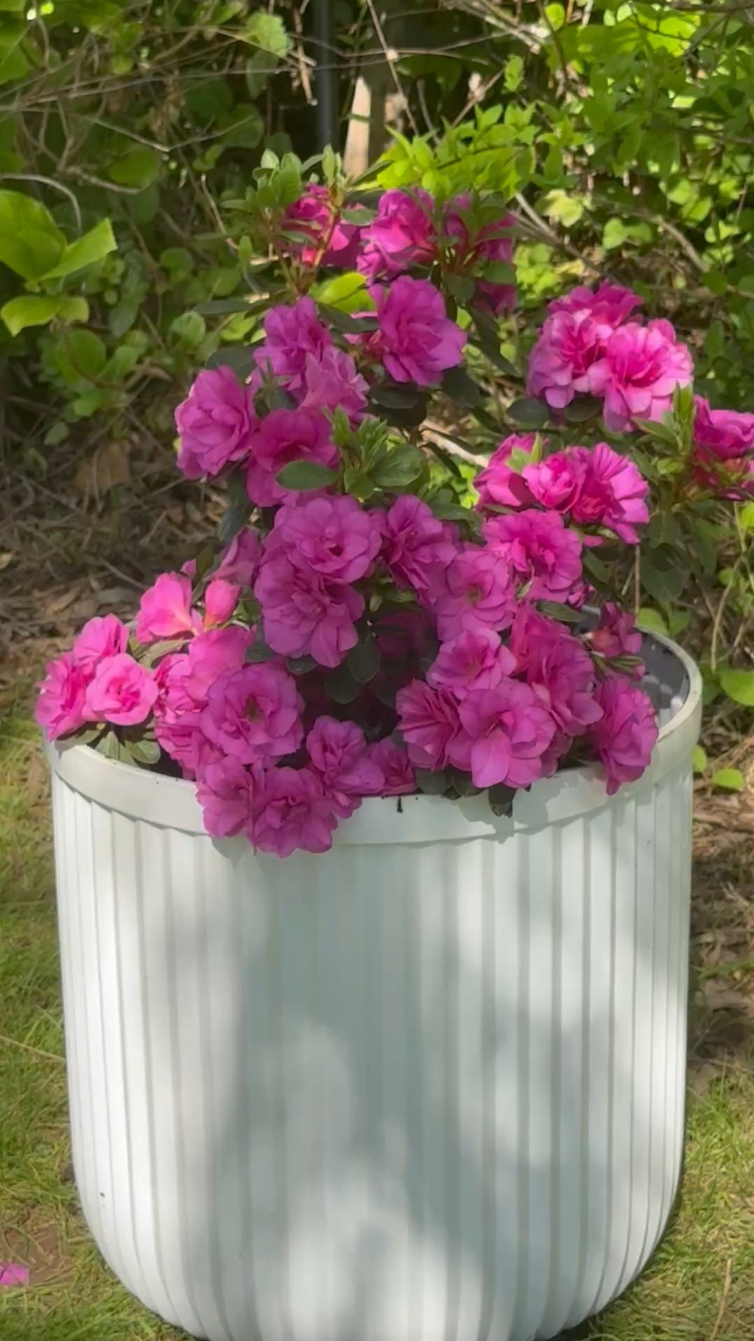 The Masters golf tournament azalea planter! I added the live azalea plant I purchased, the soil I used to plant it and the planter! Amazon finds. Walmart finds. Walmart home. Home Depot finds. Gardening gifts. Easter present. Mother’s Day gift. 

#LTKSeasonal #LTKFindsUnder50 #LTKHome