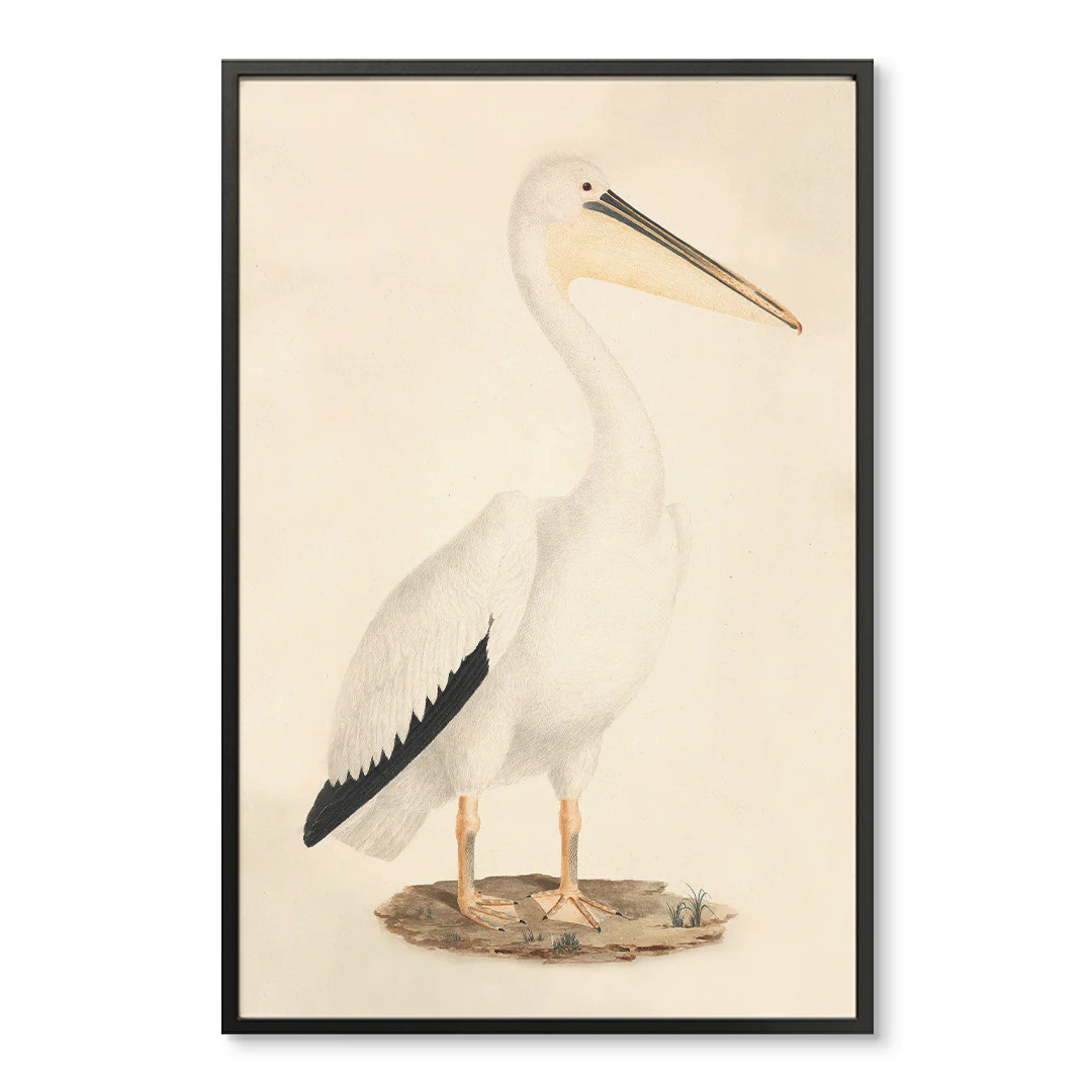 Vintage Pelican | Coastal Bird Art | Wholesale Giclee Prints | Urban Garden Prints
