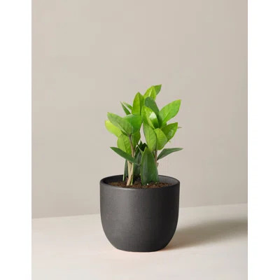 Zamioculcas Plant in Pot | Wayfair North America