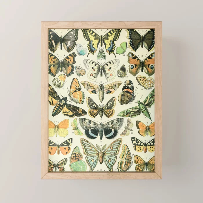 Moth and Butterfly Art, Vintage Wall Decor, Cute Cottagecore Design, Nature Paintings  - Butterfl... | Society6