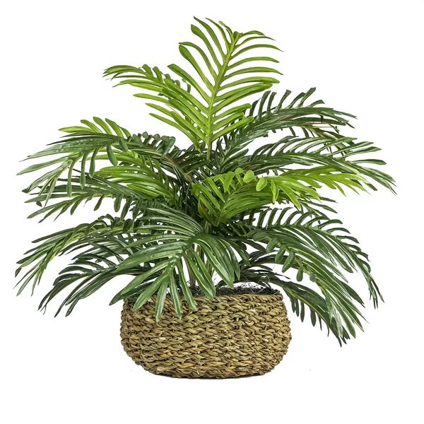 Palm Plant in Basket | Wayfair North America