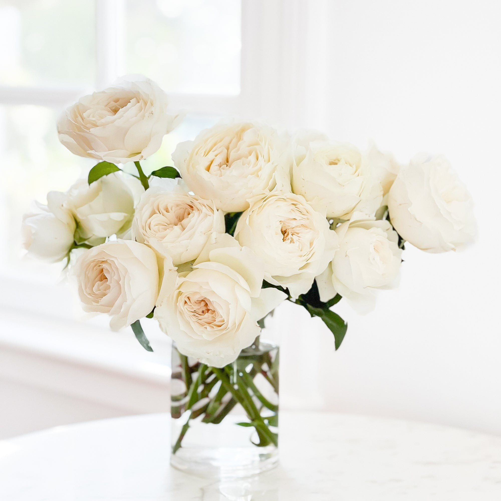 White Cloud | Grace Rose Farm