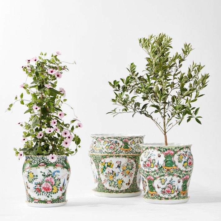 Famille Rose Planter Collection | Williams-Sonoma