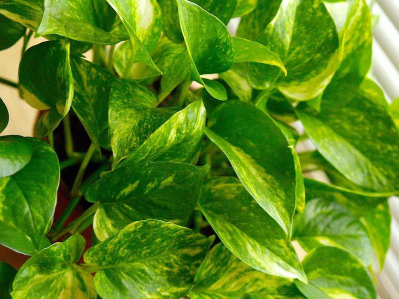 Golden Pothos Indoor/Outdoor Live Plant, 6" Pot, Clean Air of Toxins! | Etsy (US)