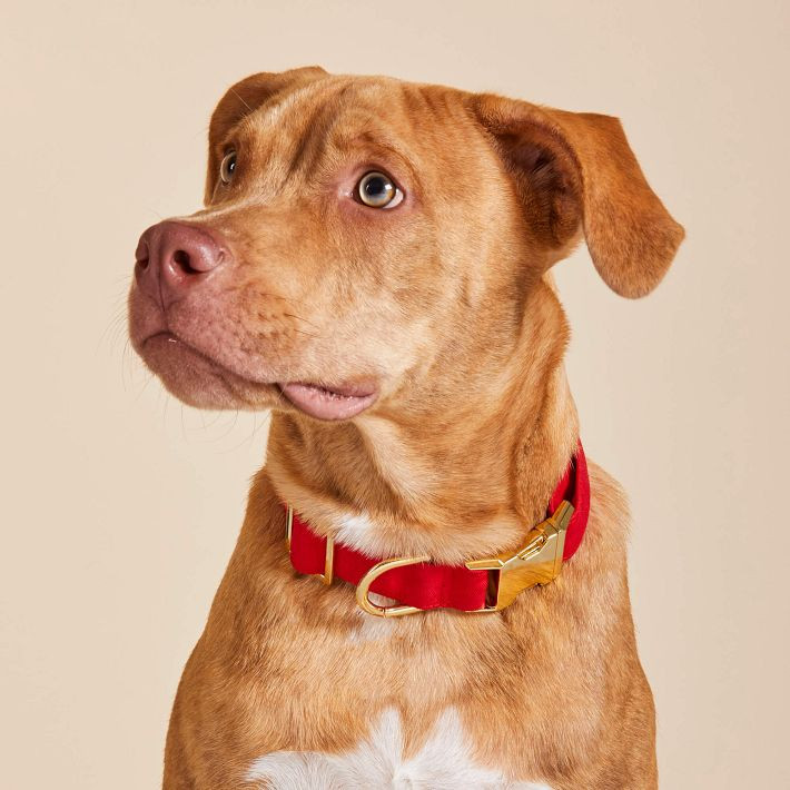 The Foggy Dog Collar | Mark and Graham