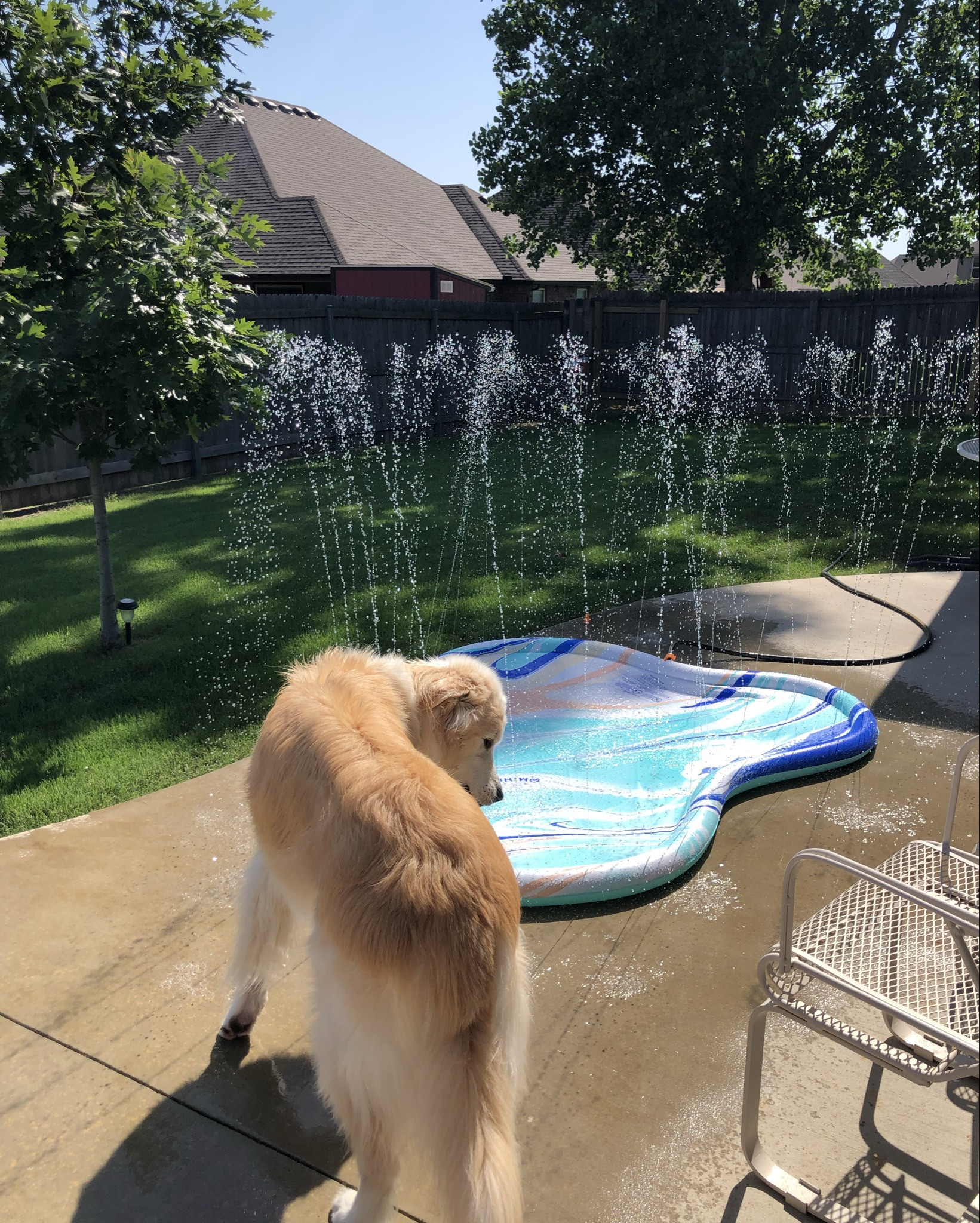 Tobias loved this splash pad for our backyard at home 🤍🩵 #dogsummer 

#LTKPets #LTKSummerEdit