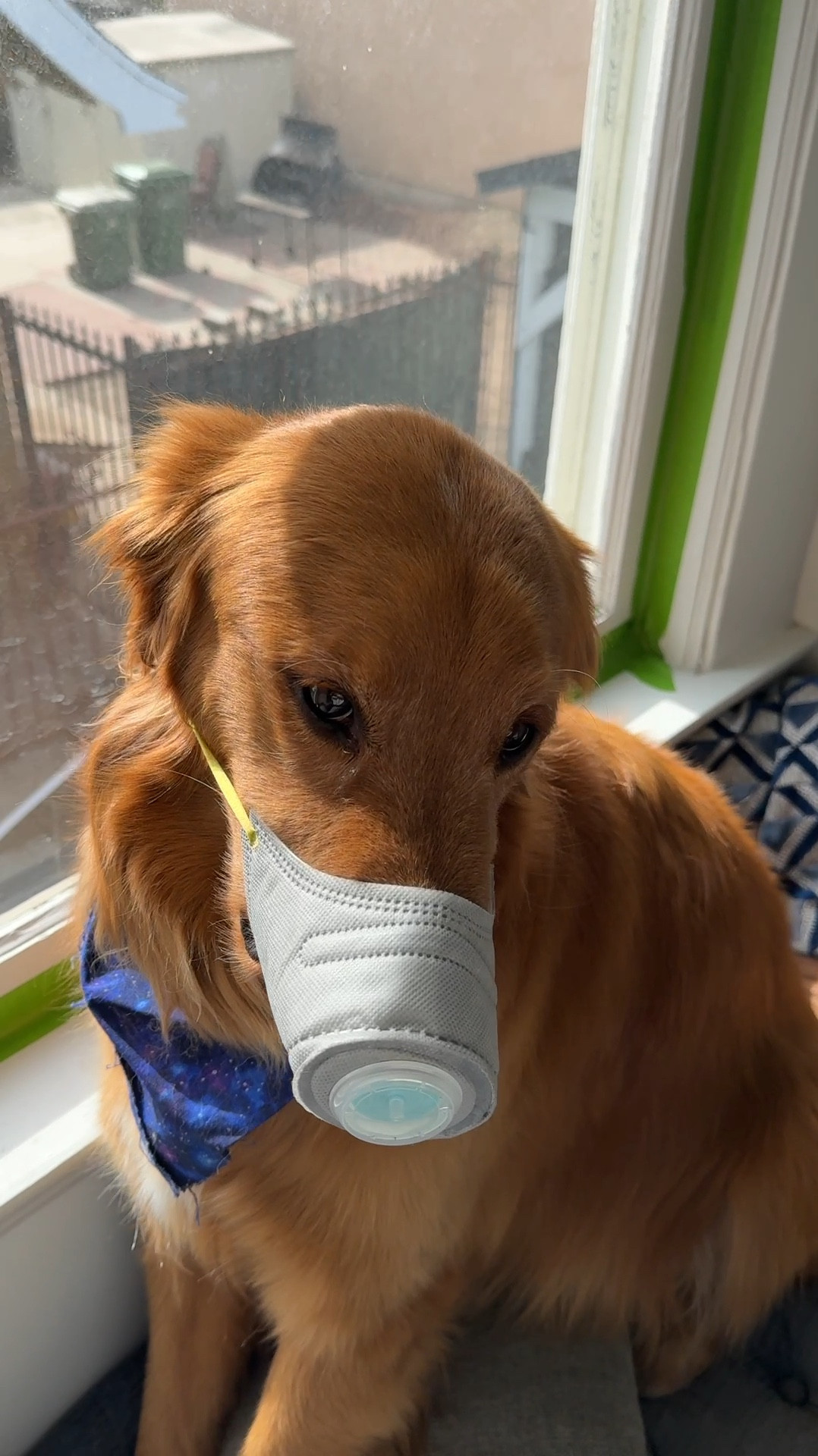 It looks intense but with all the fires and ash in Los Angeles from the fires, we’ve been masking our boy on long walks. He’s not happy about it when it happens but we’re trying to keep him safe when he’s outsidee

#LTKFindsUnder50 #LTKSeasonal