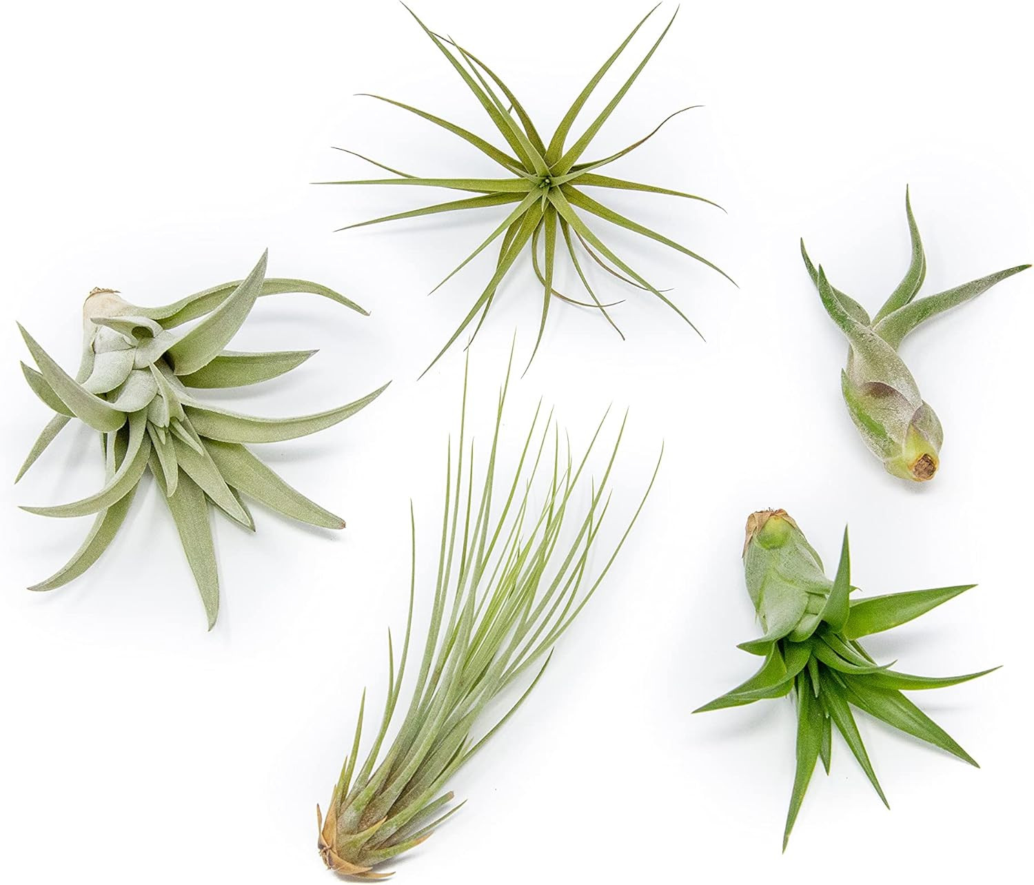 5 Pack of Classic Air Plants Variety - Live Succulent House Plants - Available in Wholesale and B... | Amazon (US)