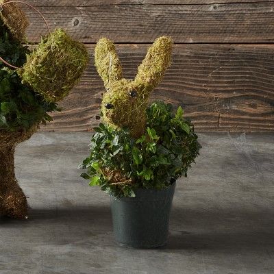 Baby Ivy & Moss Easter Bunny Topiary | Williams-Sonoma