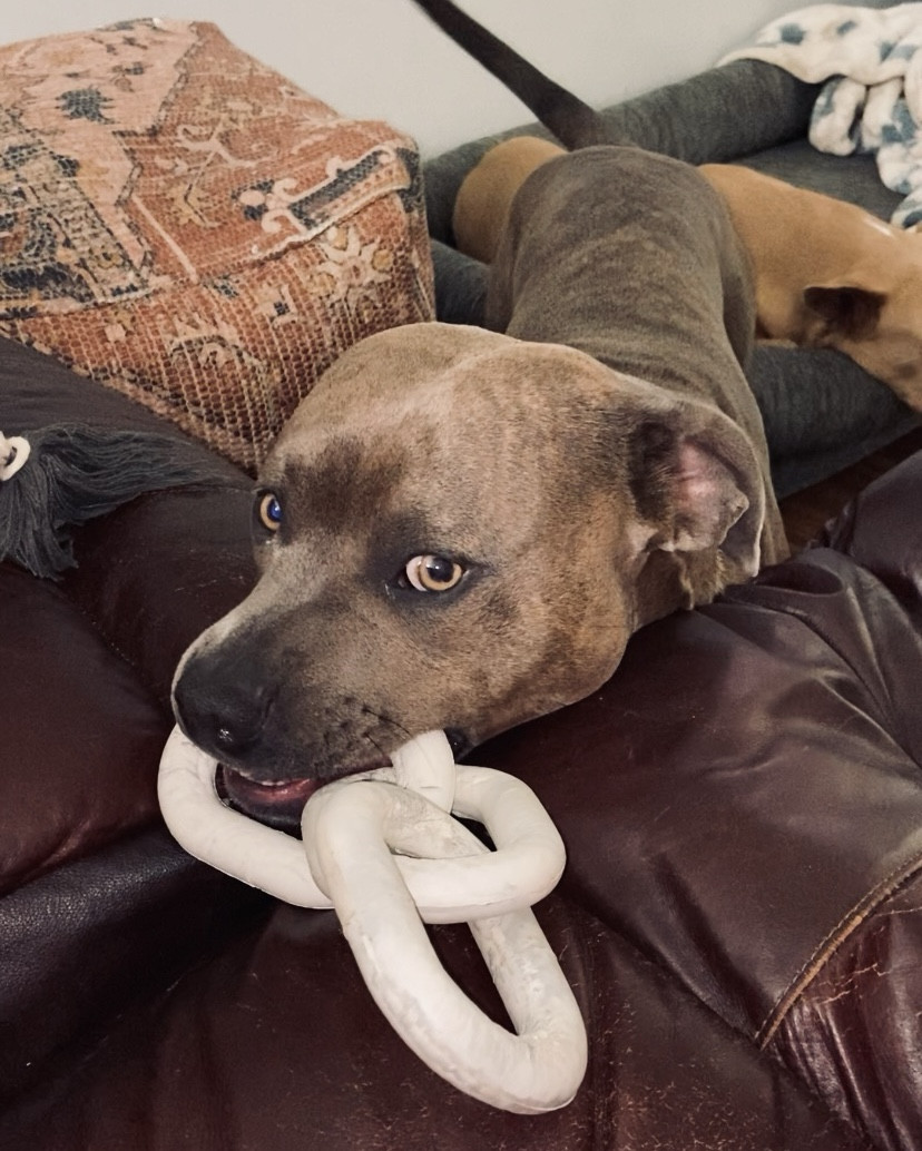 Our dogs favorite toy on sale now! 
Use code: HAPPYBIRTHDAY for 20% off!
High quality, durable, and aesthetically pleasing! 

Reese and Murphy / Dog Toys / Sale 

#LTKfindsunder50 #LTKsalealert