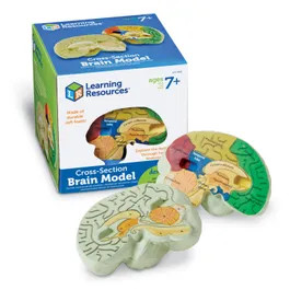 Soft Foam Cross-Section Human Brain Model | Learning Resources - (US)