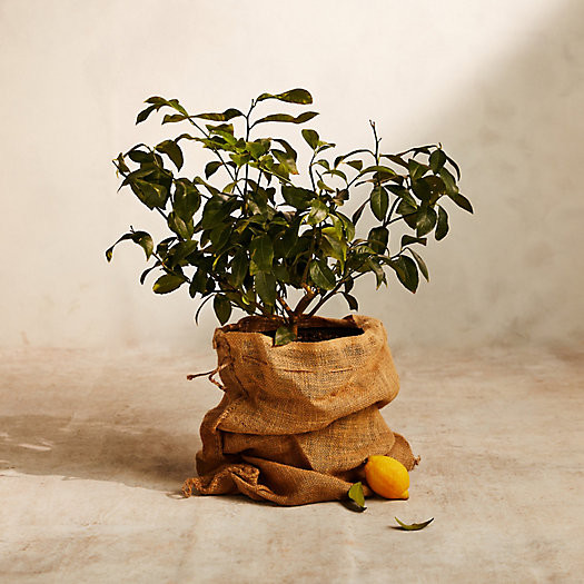 Meyer Lemon Tree | Terrain