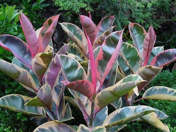 FICUS, RUBY - 1 PlANT - 4"Pot Gorgeous Color!! Rubber Tree Plant | Etsy (US)