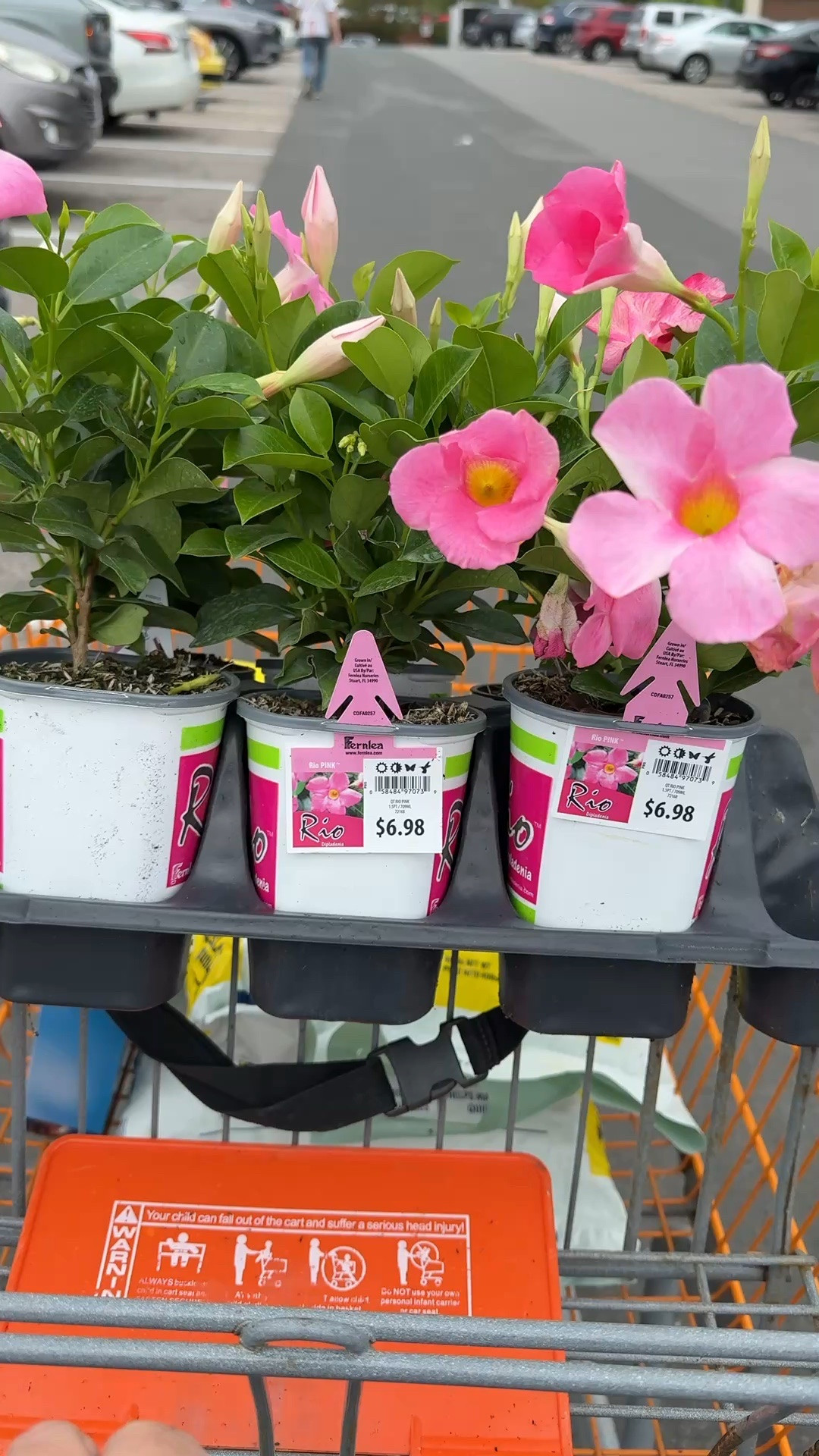 These Dipladenia are on sale at Home Depot, $5 each! My ferns on our front porch need a little color so I’m gonna add these to them! These flowers love the sun and do not require a lot of water. They are perfect for your sunny spots.

#LTKHome