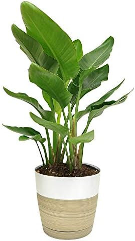 Costa Farms White Bird of Paradise Strelitzia nicolai, Indoor Plant in Décor Planter, 24-Inches Tall | Amazon (US)