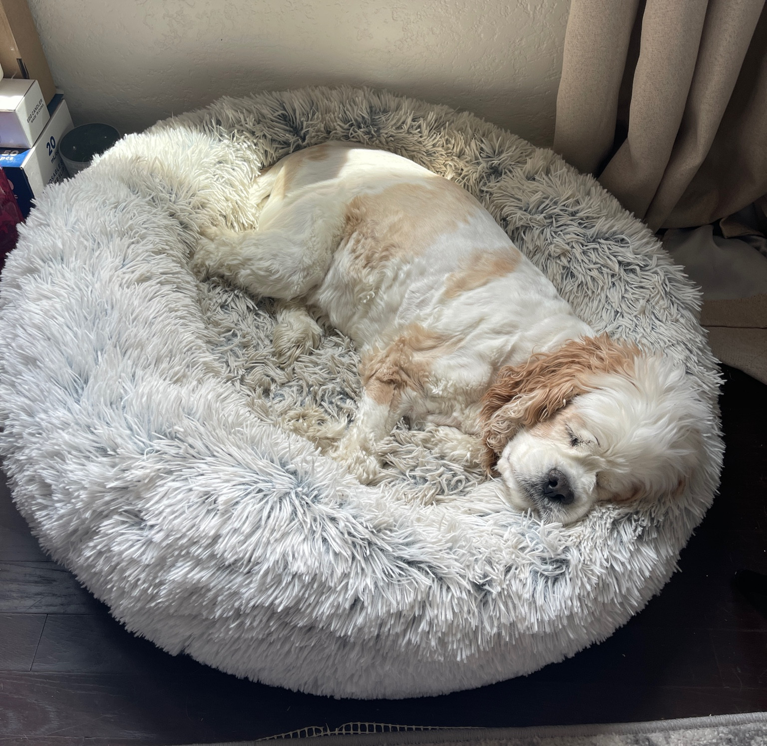 The BEST dog bed🐶 My sweet Beaux loved this bed so much, we have 3 around the house❤️‍🩹