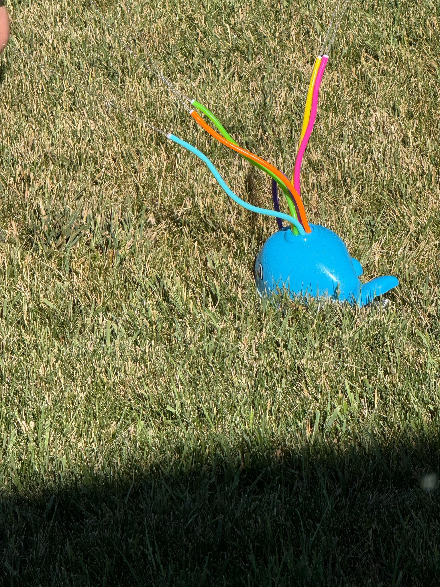 Whale sprinkler head

#LTKmomlife #LTKSeasonal #LTKKids