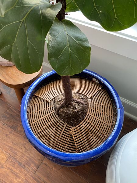 Baby proofing my fiddle leaf fig 

#LTKfindsunder50 #LTKbaby #LTKhome