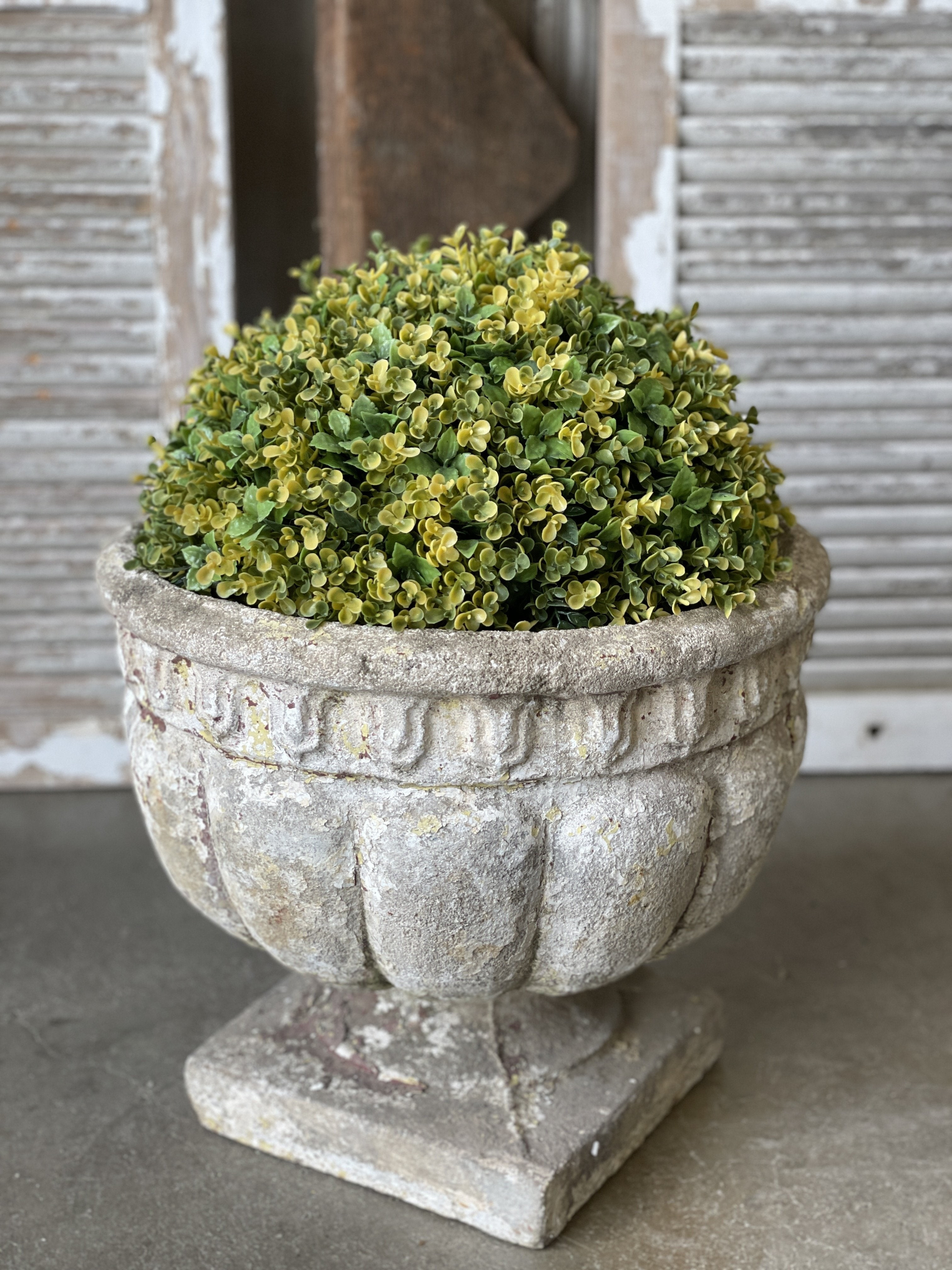 13" Sun Shift Boxwood Half Sphere | The Nested Fig