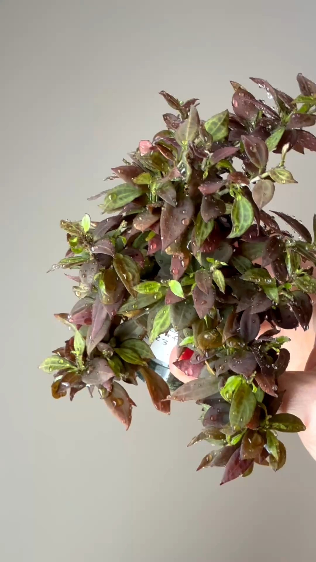 Have you ever heard of #hoyamicrodwarf before? Well, its name is pretty fitting because it’s definitely micro! 🤣 The leaves are tiny, and apparently the blooms are too.

I didn’t realize this one could sun stress, but I’m so glad it did. The extra color gives it such a bushy, textured look that makes those tiny leaves stand out even more.

A friend I met right here on IG, @its.always.hoya, sent me this darling #hoya as a gift this past year. How cool is that?! 🥰 Thank you, Casey! 🫶

I’m excited to grow this little cutie and learn more about it along the way. Have any of you grown Hoya microdwarf before? 😊🌿

Liz’s personal care experience only…every environment is different:
🪴Light: south window + grow lights
🪴Water: when dry
🪴Avg Temp last 30 days: 74F
🪴Relative Humidity last 30 days: 45%
🪴Fussy: not for me
🪴Rate of growth: medium 
🪴Rareness: not commonly found
🪴Pot size: 3 oz cup
🪴Potting Mix: chunky mix
🪴Fertilizer: I apply a nutrient-rich fertilizer tailored for Hoyas approximately every other watering when the plant isn’t dormant. It’s packed with essential macro and micronutrients, it’s the best I’ve found for hoyas!
🪴Rooting Method: in my custom coco coir mix in a clear plastic prop box on top of a heat mat, under a strong grow light.
🪴Time In My Care: 1 year
🌸Age until 1st bloom: I haven’t seen any yet, but since they are so small, I better train myself to watch more closely 
🪴Would Liz recommend this one: yes!

👍follow for more & 🏷️ save for future reference 

#hoyaappreciation