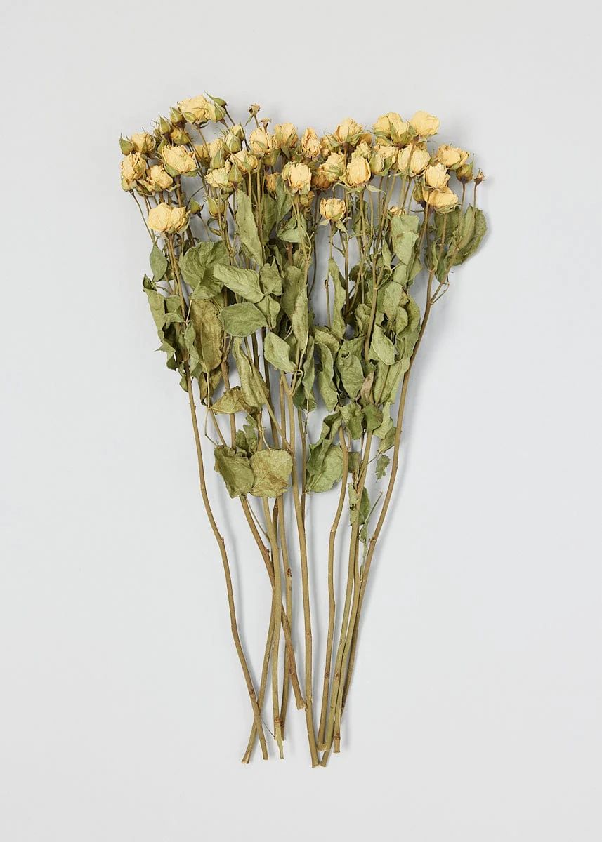 Natural Beige Dried Flower Rose Bundle - 19.5" | Afloral