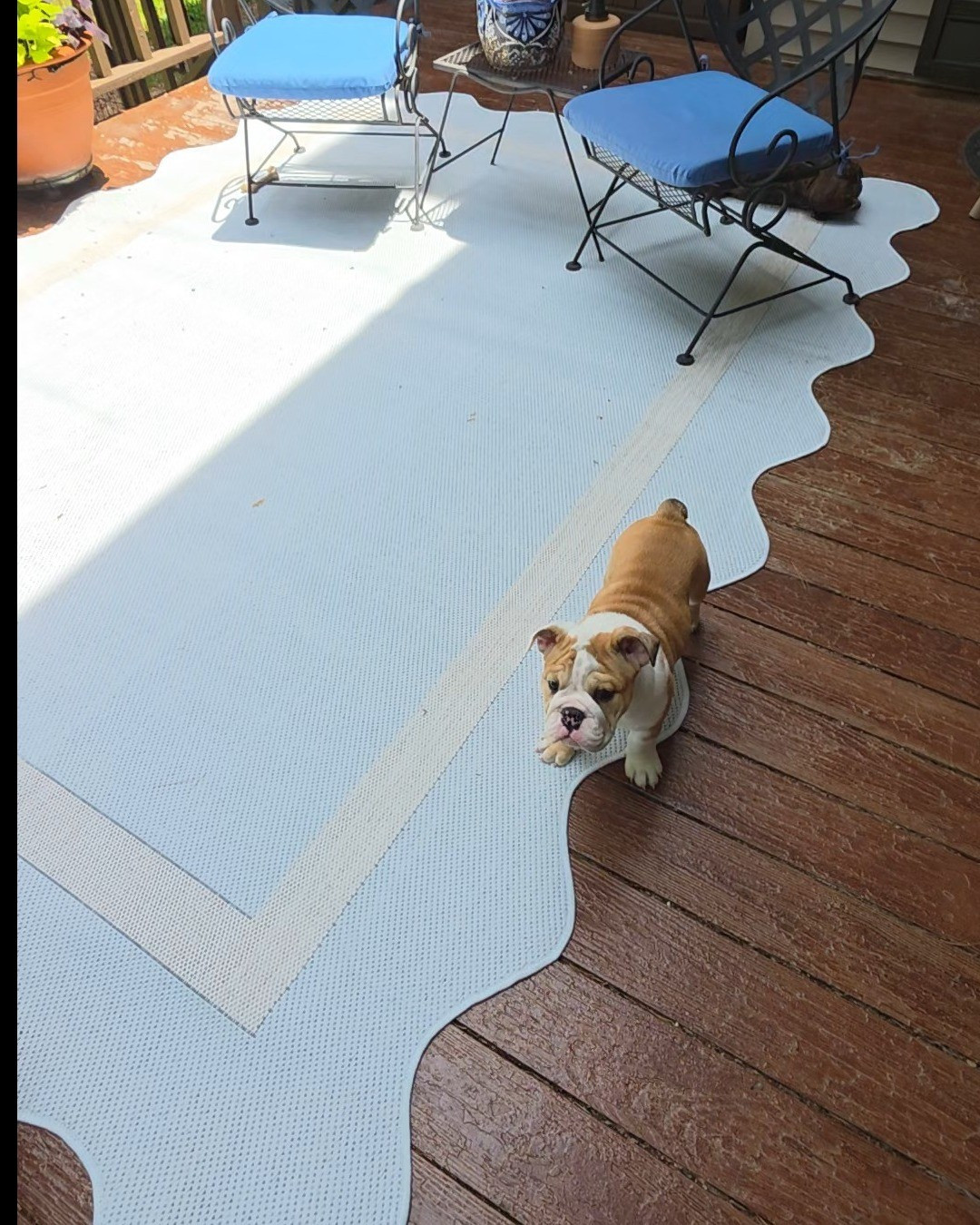 Wal Mart Outdoor rug! 

#LTKdayinmylife #LTKSeasonal