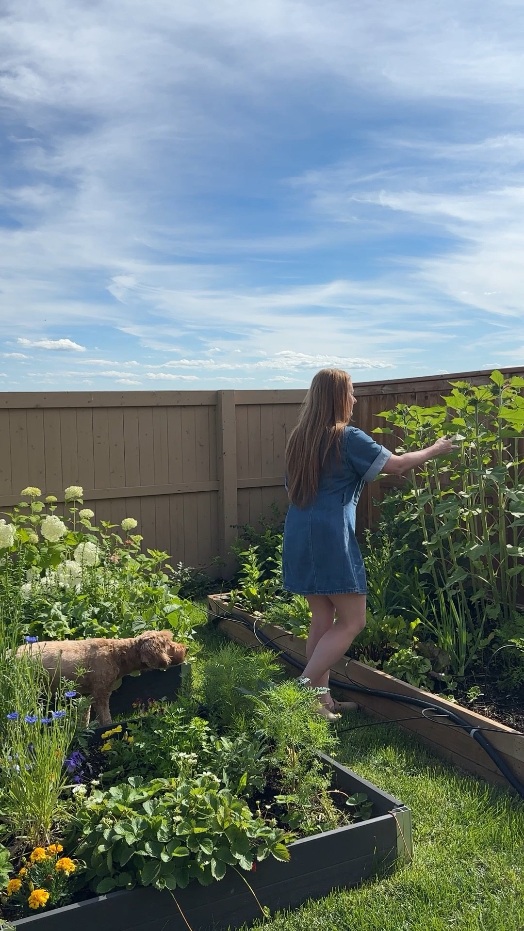 A denim dress is the perfect summer staple. This one I’m wearing is an older style, but I’ve rounded up a bunch of beautiful denim dresses that are in stock now, from casual everyday shirt dresses to feminine puff-sleeve styles and classic button-front midi dresses. Perfect for garden strolls, weekend errands, or dressed up with sandals for a patio dinner.

Shop my denim dress picks below, lots of great options at every price point!

denim dress outfit, casual summer outfit, easy summer dresses, everyday denim dress, summer garden outfit, blue denim dress style, casual weekend outfit, easy outfits for summer, feminine denim dresses, puff sleeve denim dress, shirt dress outfit, button-front denim dress, classic summer staples



#LTKcanada #LTKsummer #LTKmidsize