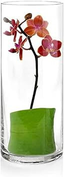 12 Inch Tall by 5 Inch Wide | Amazon (US)