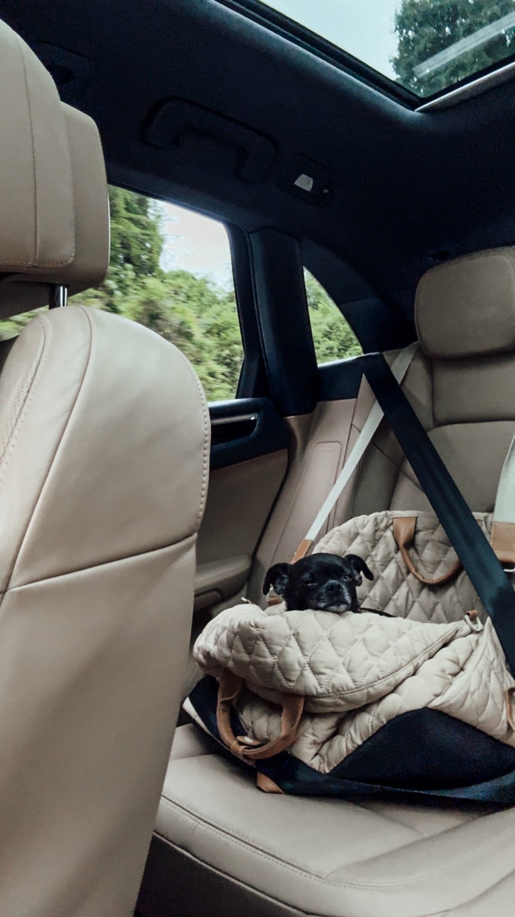 Pet Car Seat for Small Dogs

Scroll to shop. I’m so glad you’re here 

#LTKPets #LTKTravel #LTKFindsUnder50