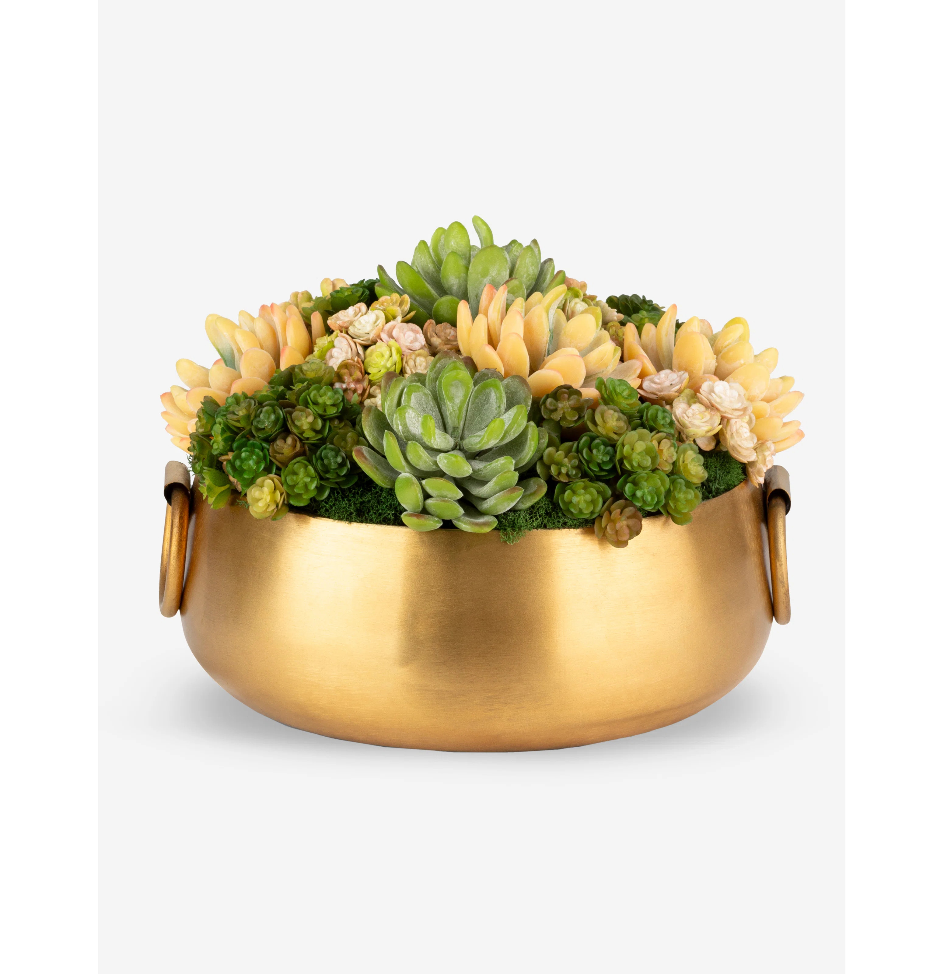 Blaise Succulent Arrangment | Perigold