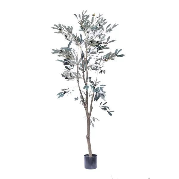 Olive Tree in Pot Liner | Wayfair North America