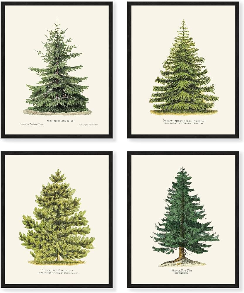 Goldie Days 4 Pine Tree Prints, 8" x 10", Winter Decor, Vintage Botanical Fir Christmas Tree Prin... | Amazon (US)