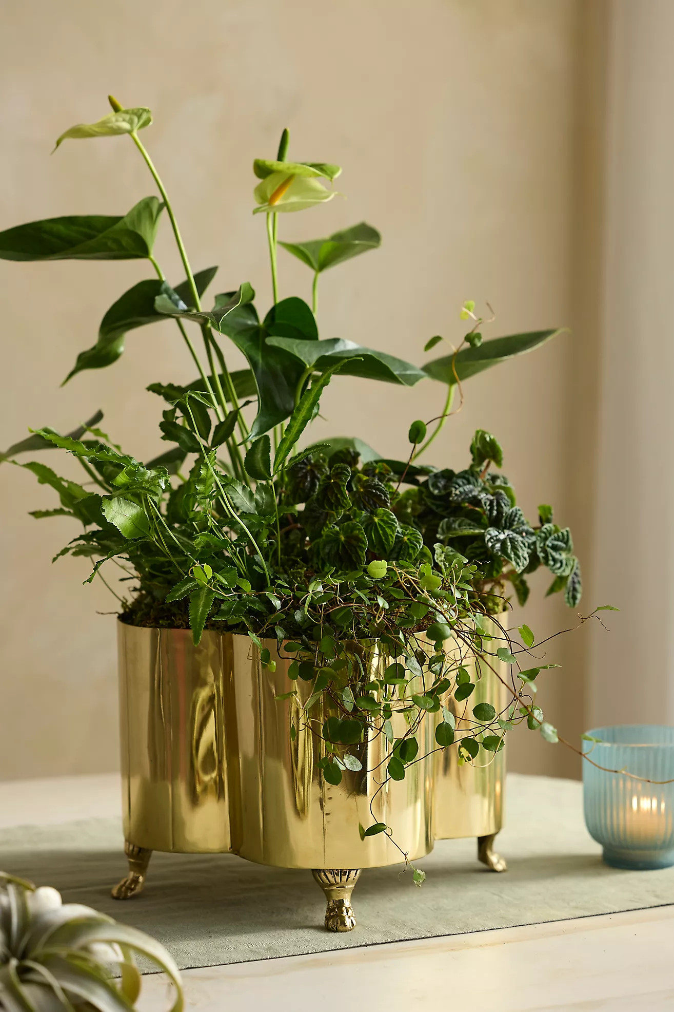 Polished Brass Quatrefoil Planter | Anthropologie (US)