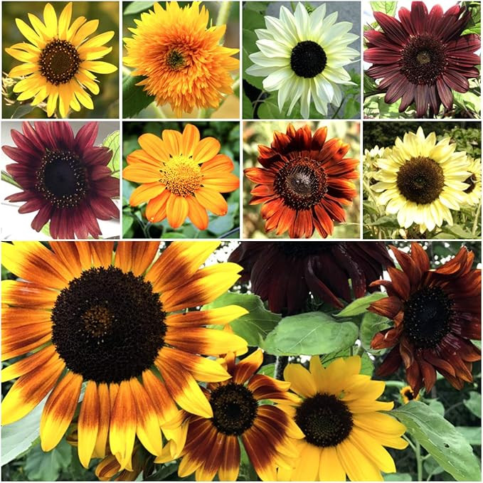 Seed Needs, Bulk Package of 1,000+ Seeds, Sunflower Crazy Mixture 15+ Varieties (Helianthus annuu... | Amazon (US)