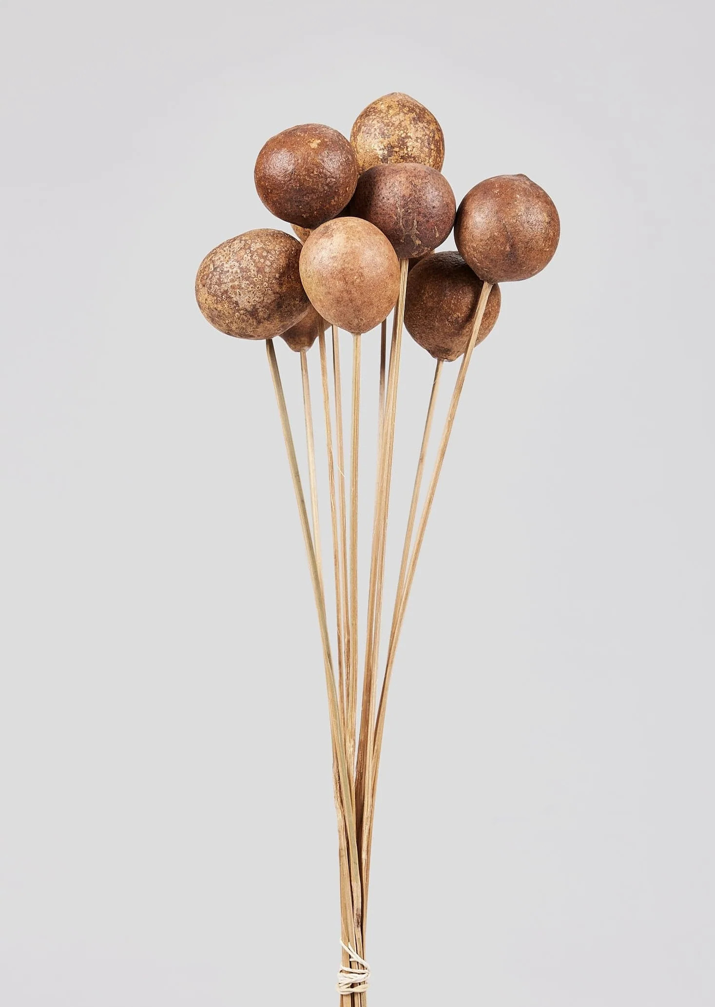 Natural Bellani Ball Pods | Unique Dried Florals at Afloral.com | Afloral