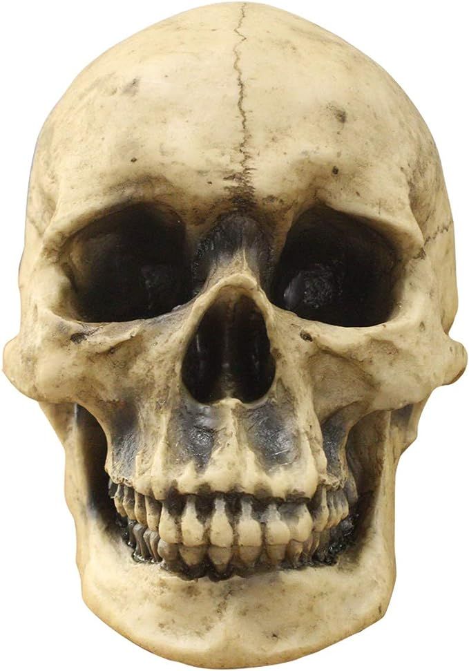 Wallcharmers Wall Charmers Life Size Human Skull - 8.5" Realistic Faux Human Anatomy - Table Top ... | Amazon (US)