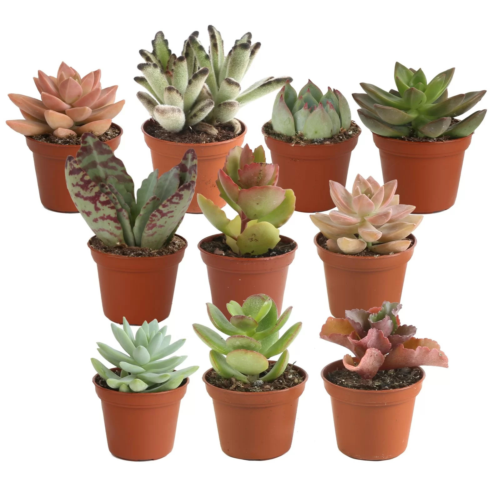 Costa Farms Indoor 10 Assorted Succulents House Plant in 2-inch Nursery Pot | Wayfair North America